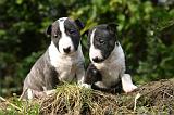 BULL TERRIER MINIATURE 274